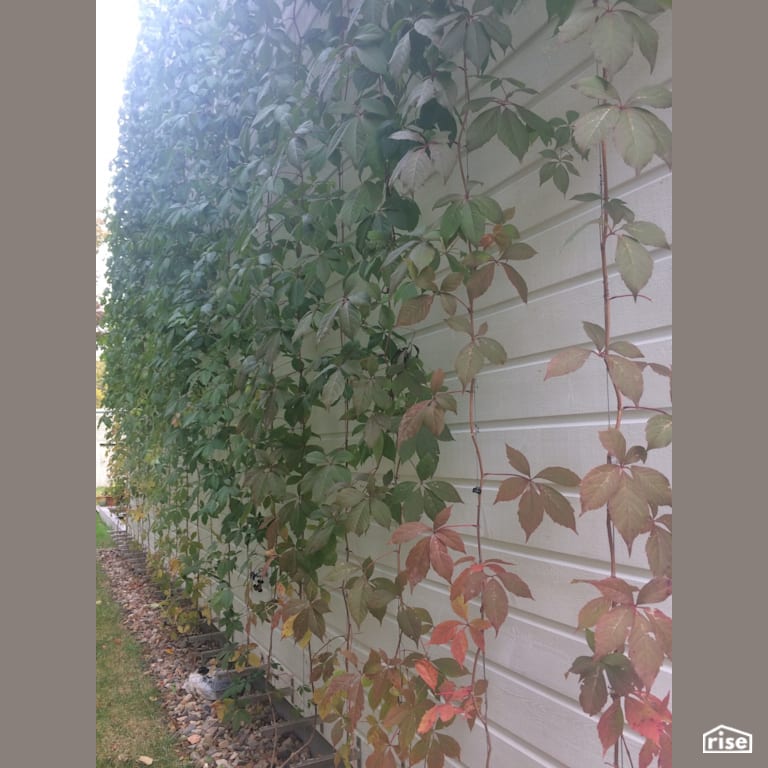 Downtown Modern Exterior Side with Vines by Earthworks Landscape & Design