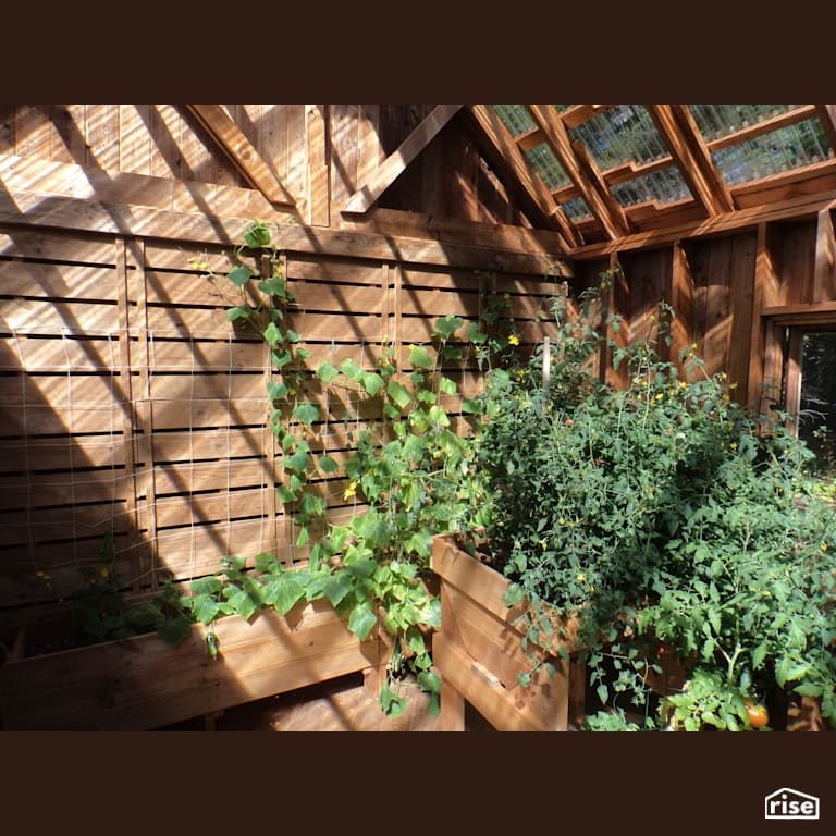 Vegetables Growing In Weatherwood Greenhouse with Thermally Modified Wood Siding by Thermalwood Canada