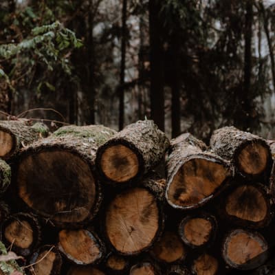 Wood Certification Programs and Sustainable Forestry