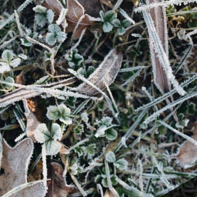 A Look at Gardening in Winter Months