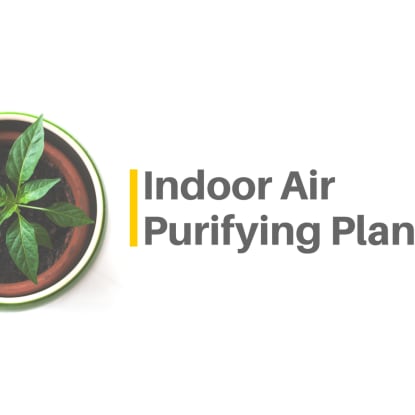 Air Purifying Plants: How to Incorporate Them Into Interior Design