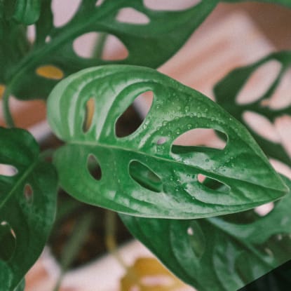 biophilic design