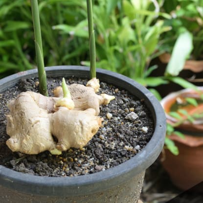 Grow Immune Boosting Herbs Header
