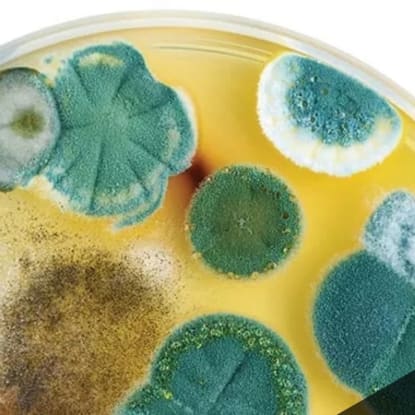How To Stop Mold From Growing In Your Home