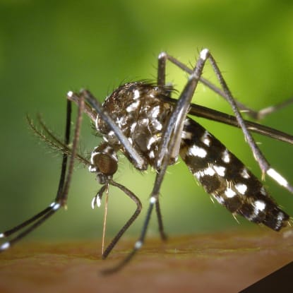 Natural and Chemical-Free Mosquito Control