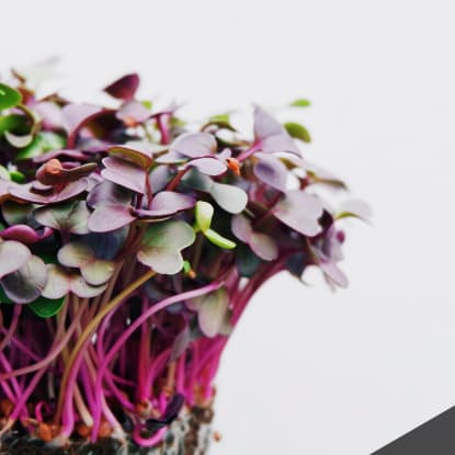 Radish Microgreens Sprouting_Food Indoors Header