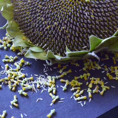 Seed Saving Header