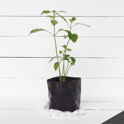 Growing a Garden: Starting from Seed