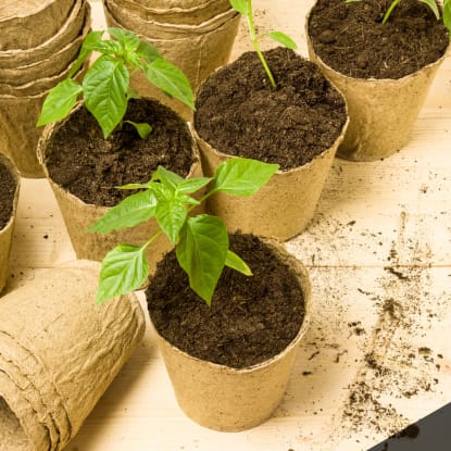 Seedling Header