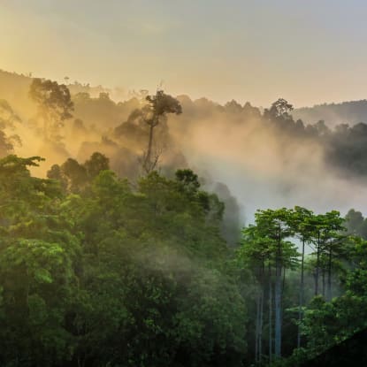 Trees: A Tool to Fight Climate Change