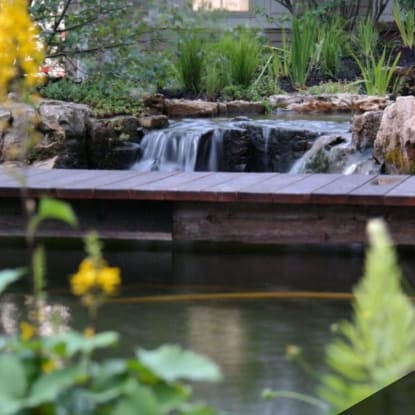 backyard mini wetland