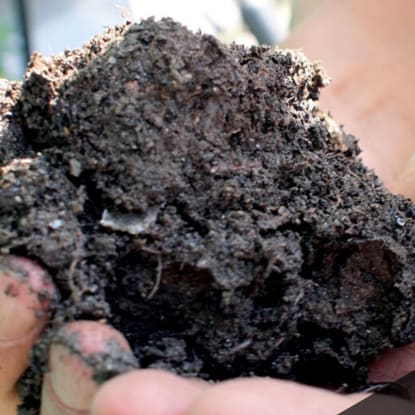 biochar