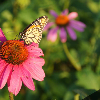 butterfly garden