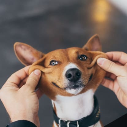 pet allergies indoor air quality