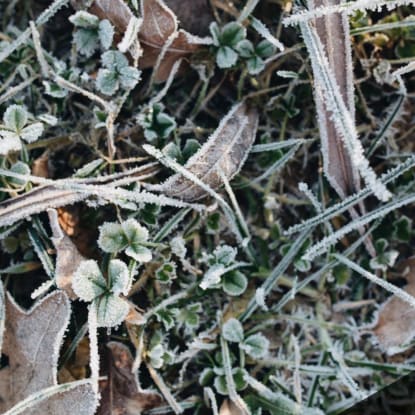 winter gardening