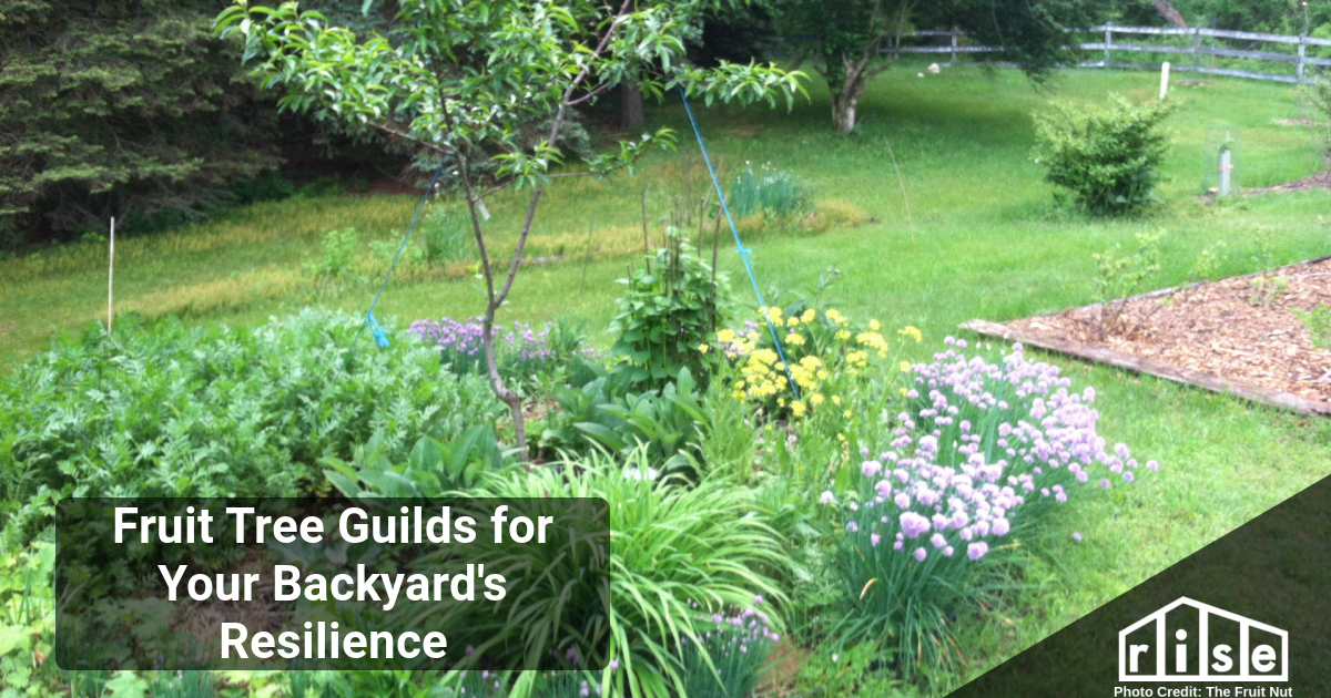 Fruit Tree Guilds for Your Backyard's Resilience