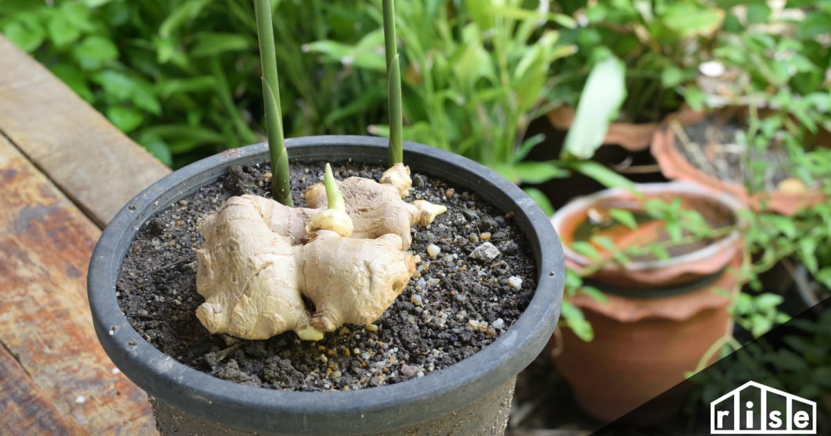 The Best Herbs And Plants To Boost Your Immune System