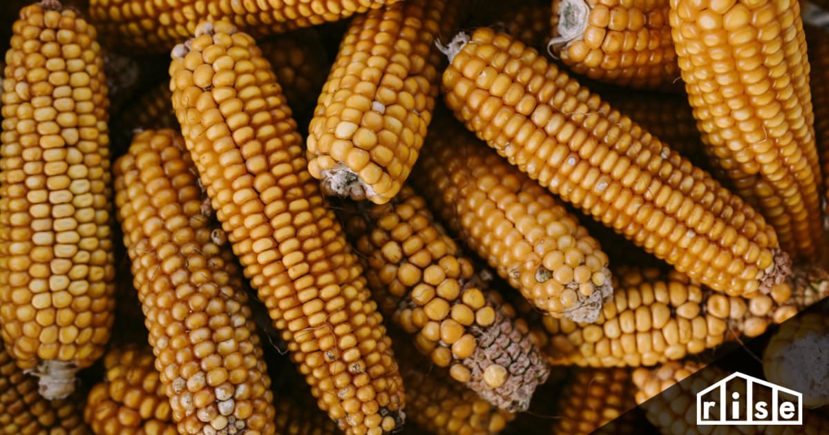 A Guide to Corn Stoves