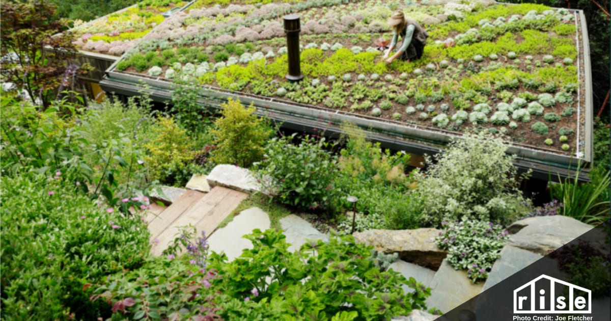 Green Roof Maintenance - meegle.com - Easy To Maintain Green Roof