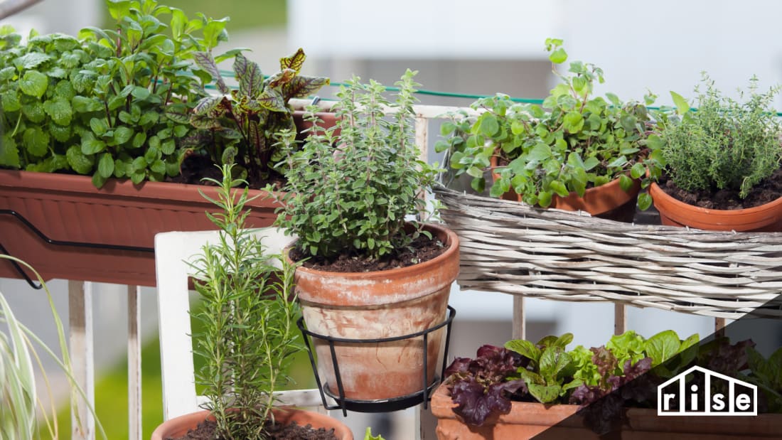 Balcony Gardens Header