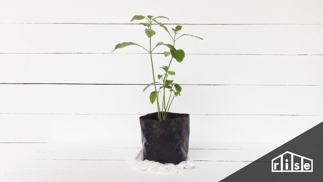 Seed to Seedling Header