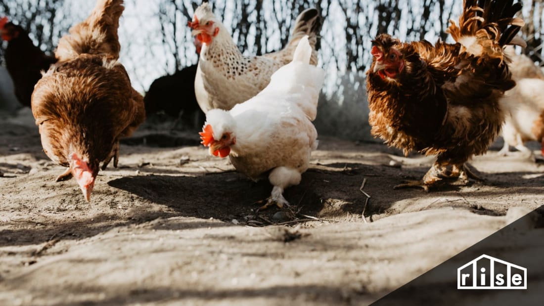 backyard farm