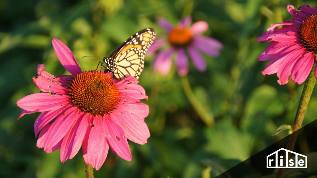 butterfly garden