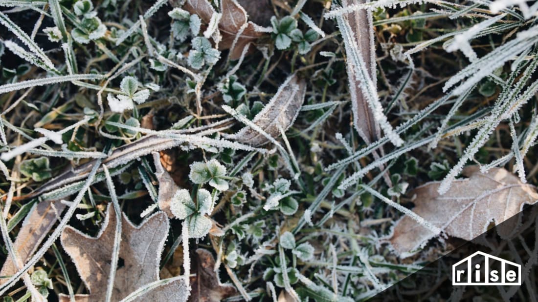 winter gardening