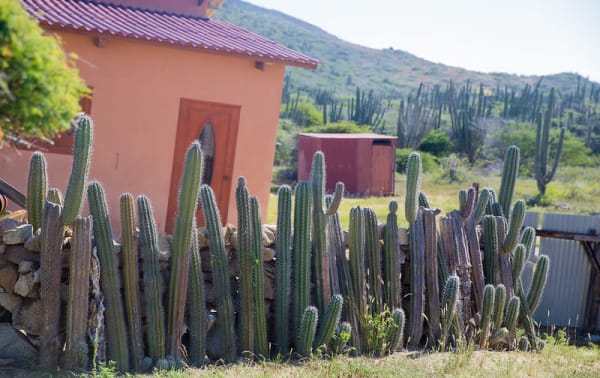 cactus fence