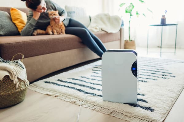 Air Purifier in Living Room With Cat