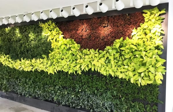 Ambius Living Wall