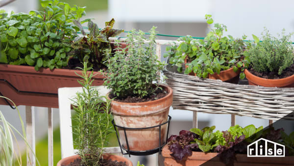 Balcony Gardens Header