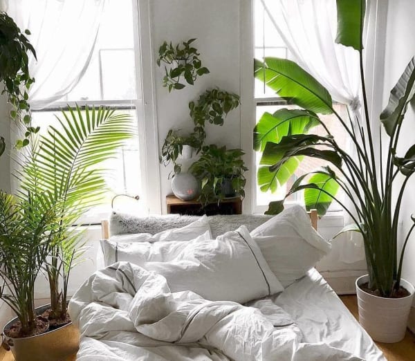 Bedroom Plants Plant Cultivation