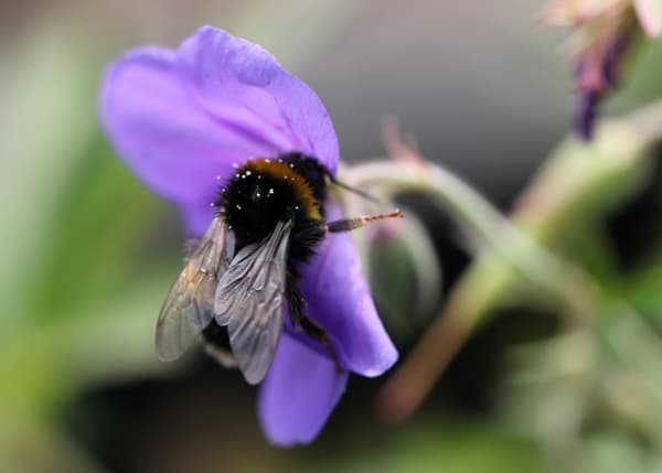 Bee Pollinating