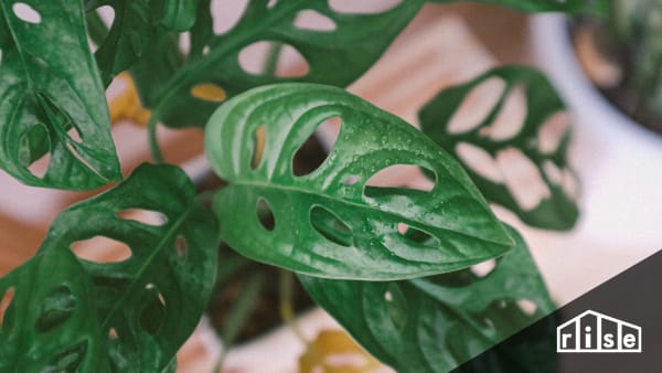 biophilic design