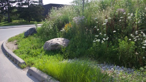 Bioswale U of T Scarborough