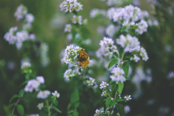 Butterly on Flowering Oregano