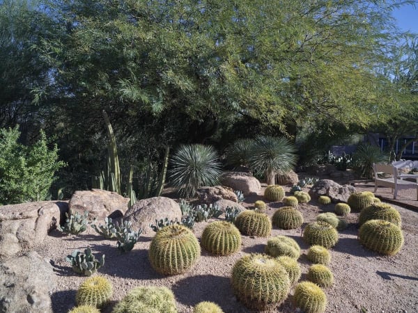 Cactus Garden