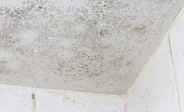 Ceiling Mold
