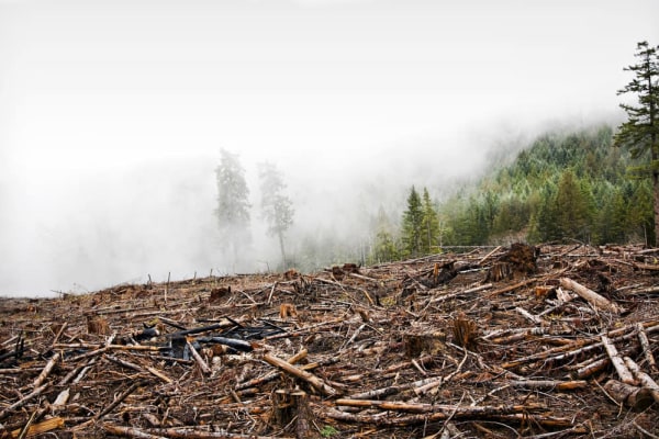 Clear Cut Forest