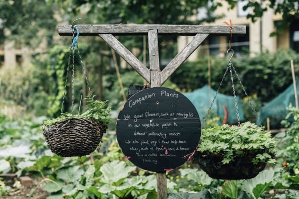 Guild/Companion Planting