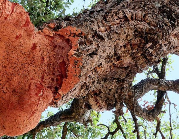 Cork Oak Rainforest Alliance