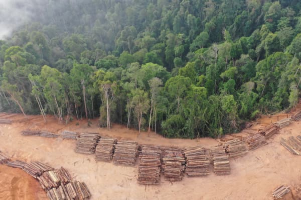 Deforestation