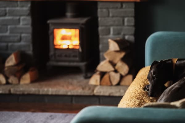 Dog with cast iron stove