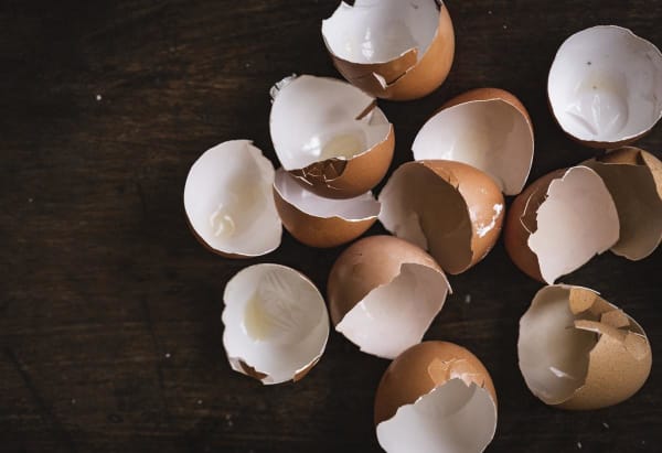 Egg Shells