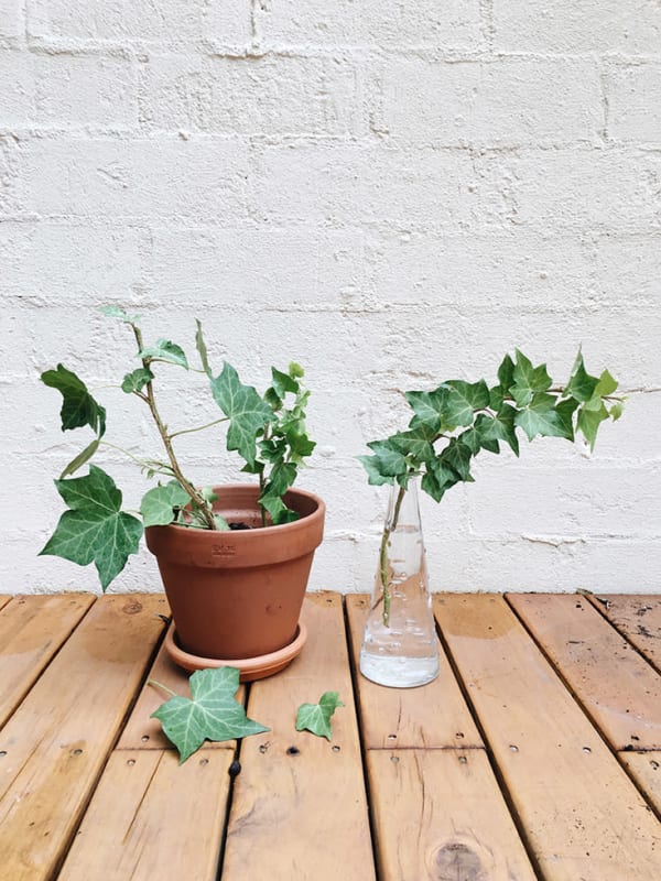 English Ivy