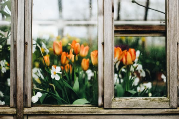 Flowers in Window