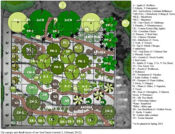 food forest
