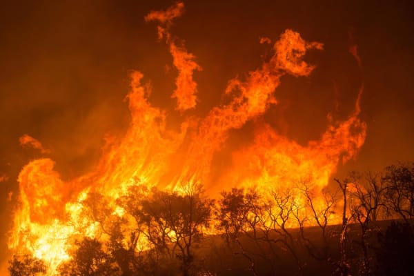 Forest Fire