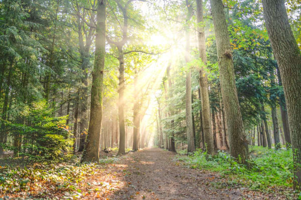Forest Bathing